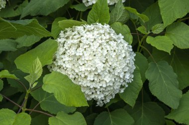 Ortanca Ağaçevi 'nin yaz mevsimi Annabelle' in sonbahar çiçekleri, beyaz bir yaz çiçeği, stok fotoğrafı.