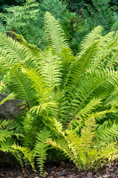 Matteuccia Struthiopteris Fern Plant Green Fronds Throughout Spring Summer Autumn — Stock Photo, Image