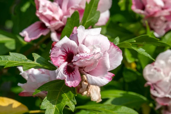 一般的にシャロンのバラとして知られているピンクの赤い夏の花を持つ夏の開花低木植物 レディ スタンレー ストックフォトイメージ — ストック写真