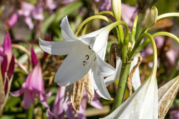 Crinum Powellii Alba Una Planta Bulbosa Floración Otoño Verano Con —  Fotos de Stock