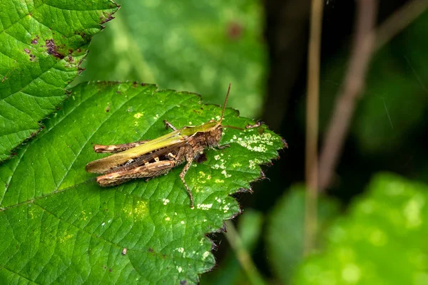 フィールド牧草地や庭園で見られる一般的な緑の茶色の昆虫種の一般的なフィールドバッタ Chorthippus Brunneus ストックフォトイメージ — ストック写真