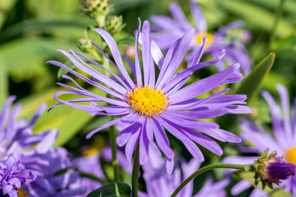 Aster Frikartii Monch Uma Lavanda Azul Herbácea Planta Flor Perene — Fotografia de Stock