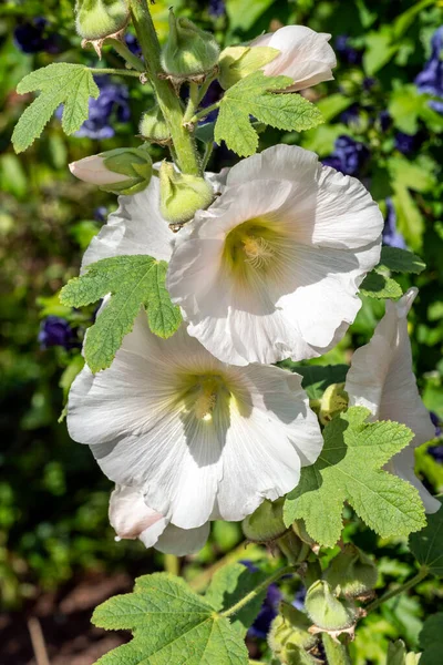 春と夏の間に白い花を咲かせるハリホックとして一般的に知られている背の高い開花植物Alcea Nigra Thaea Rosea ストックフォトイメージ — ストック写真