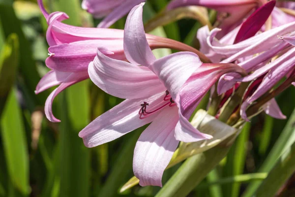 크림색 Crinum Powellii 가을에 식물로 여름에 백합이라고 알려진 분홍빛 트럼펫을 — 스톡 사진