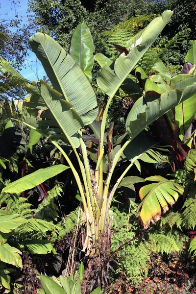 Jardim de banana — Fotografia de Stock