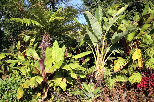 Jardim de banana — Fotografia de Stock