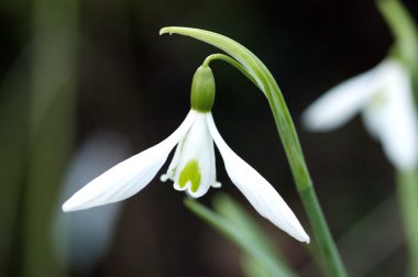 Galanthus Atkinsii çiçek