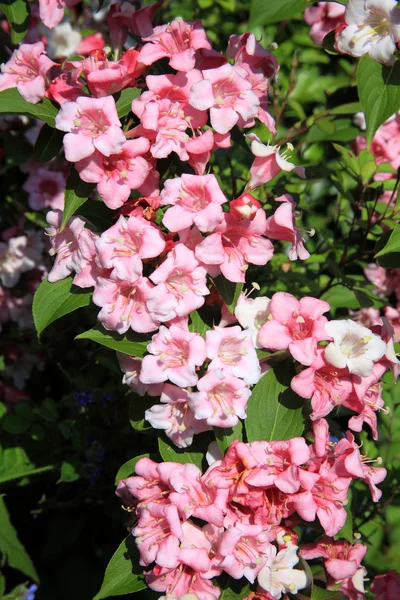 Fiori di weigela rosa — Foto Stock