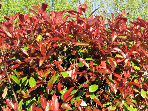 Bladeren van een struik Photinia — Stockfoto