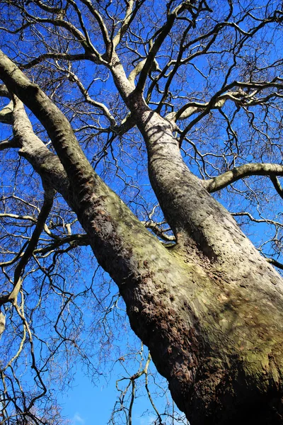 Nahý strom na snížení počasí — Stock fotografie