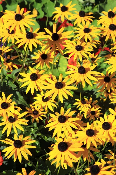 Rudbeckia hirta or cone flower — Stock Photo, Image