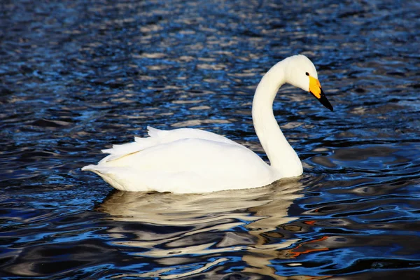 Bílá labuť na jezeře — Stock fotografie