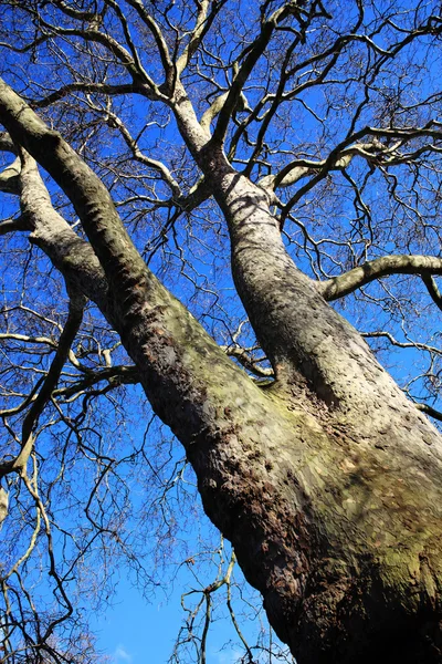 Старое лондонское плоское дерево (Platanus x hispanica) ) — стоковое фото