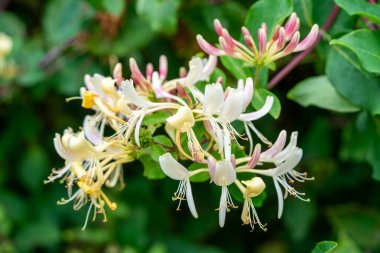 Lonicera periclymenum 'Graham Thomas' sık sık hanımeli ya da oduncuk olarak bilinen bir yaz bitkisi.