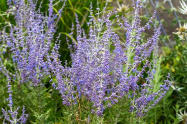 Perovskia 'Blue Spire' Temmuz ve Ağustos aylarında mavi mor bir yaz çiçeği olan bir çiçek bitkisi ve yaygın olarak Rus bilgesi olarak bilinir.