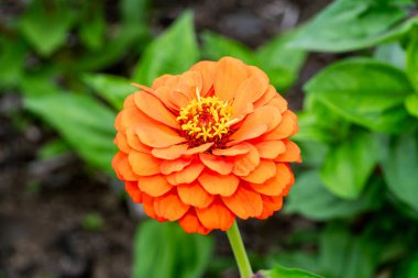 Zinnia 'nın Dev Dahlia' sı bir yaz çiçeğini portakal rengi bir çiçekle karıştırdı.