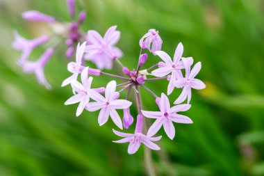 Tulbaghia yaz mevsiminde bir sonbahar çiçeğini ihlâl ediyor. Soluk mor bir yaz çiçeğiyle birlikte. Halk arasında sarımsak, bahçe fotoğrafı olarak bilinir.