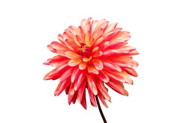 Dahlia 'nın Çılgın Bacakları' bir sonbahar sonbaharı. Çiçek açan, turuncu bir yaz çiçeği olan, beyaz bir arka planda kesilmiş ve izole edilmiş bir yumru bitkisi.