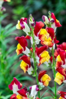 Antirrhinum majus 'Mango Twist' Bir yaz sonbaharı çiçekli kırmızı sarı ve beyaz boğazlı çiçek genellikle Aslanağzı olarak bilinen bahçe fotoğrafı
