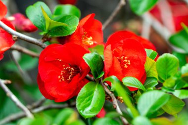 Chaenomeles x superba 'Knap Hill Scarlet', Japon ayva balığı olarak bilinen kırmızı bir bahar çiçeği olan bir bahar çiçekli çalısı.