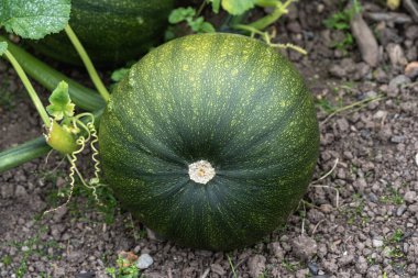 Balkabağı (Cucurbita maxima) yeşil kış sebze kabağı, tahsis edilmiş bahçe fotoğrafı