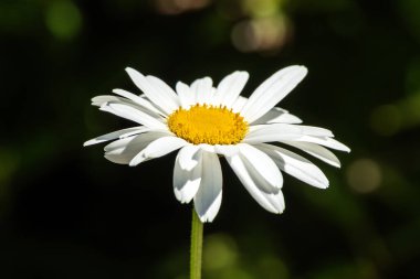 Leucanthemum x superbum, yaz aylarında çiçek açan bir bitki. Shasta papatyası olarak da bilinen beyaz bir yaz çiçeği.