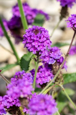 Verbena rigida. Mor bir yaz çiçeği olan bir çiçek. Narin mine çiçeği olarak da bilinir.