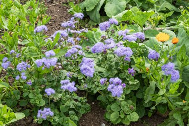 Ageratum houstonianum 'Blue Mink', Meksika 'da yaygın olarak kullanılan mavi bir yaz çiçeği olan bir bahar çiçeği.