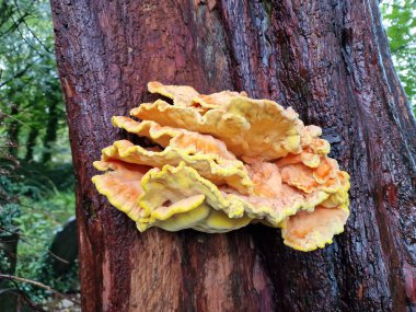 Ormanın Tavuğu (Laetiporus sulphureus), taze portakal sarısı bir mantar türüdür ve gençken yenebilir, et dokusuna ve lezzetine benzer tavukları vardır.