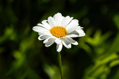 Leucanthemum x superbum, yaz aylarında çiçek açan bir bitki. Shasta papatyası olarak da bilinen beyaz bir yaz çiçeği.