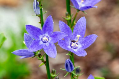 Campanula Piramidalis (Campanula Piramidalis), genellikle baca çanı olarak bilinen mavi bir yaz çiçeği olan bir çiçek bitkisidir.