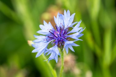 Centaurea siyanus. Bahar mevsiminde çiçek açan bir bitki. Mavi bir bahar çiçeği.