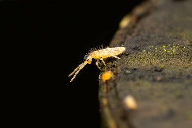 Rutubetli toprak, ev bitkileri ve yaprak çöplerinde bulunan doğrusal beyaz yay kuyruğu (colmbola) minik altıgen; furcula, makro böcek fotoğrafçılığı kullanarak atlayan faydalı ayrışma düzenleyicisi