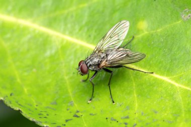 Bir Lard Fly (Polietes lardarius) uçan böceğin yakın çekim makro fotoğrafı, kendine özgü göğüs çizgileri ve kıllı vücudu, vahşi yaşam ve doğa fotoğrafı