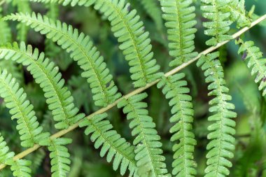 Erkek eğreltiotu (Dryopteris filix-mas) yapraklarının arka plan makrosu, verimli yeşil dokular, karmaşık bipinnatif desenler ve organik simetri, doğa arkaplan fotoğrafı