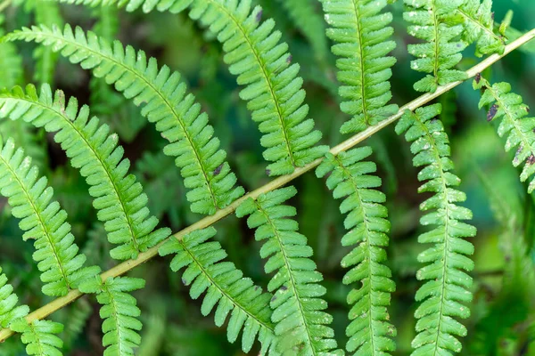 Erkek eğreltiotu (Dryopteris filix-mas) yapraklarının arka plan makrosu, verimli yeşil dokular, karmaşık bipinnatif desenler ve organik simetri, doğa arkaplan fotoğrafı