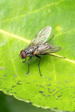 Bir Lard Fly (Polietes lardarius) uçan böceğin yakın çekim makro fotoğrafı, kendine özgü göğüs çizgileri ve kıllı vücudu, vahşi yaşam ve doğa fotoğrafı