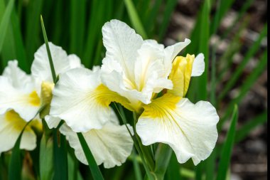 İris sibirica 'Gümüş Kraliçe'. Sibirya bayrağı olarak bilinen beyaz bir yaz çiçeği olan bir çiçek bitkisi.
