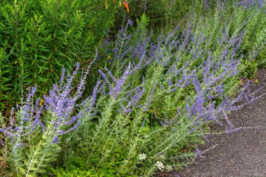 Perovskia 'Blue Spire' Temmuz ve Ağustos aylarında mavi mor bir yaz çiçeği olan bir çiçek bitkisi ve yaygın olarak Rus bilgesi olarak bilinir.