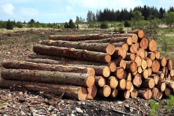 Madeira pinheiros troncos log — Fotografia de Stock