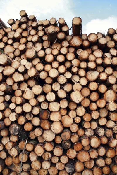 Floresta pinheiros tronco troncos fundo — Fotografia de Stock