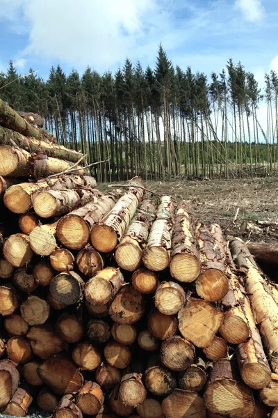 Pinheiros florestais — Fotografia de Stock