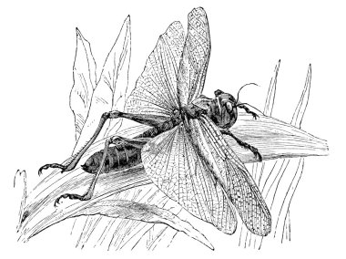 Çekirge (gryllus migratorius