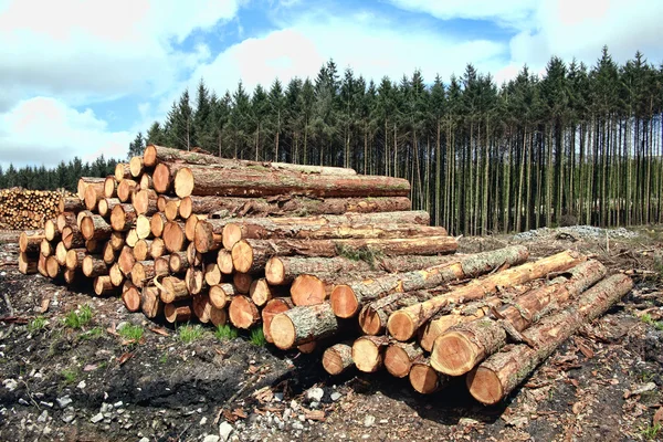 Hutan pohon pinus batang kayu — Stok Foto