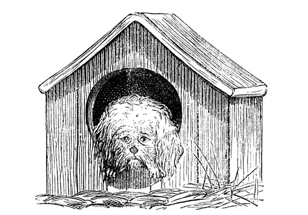 In The Doghouse — Stock Photo, Image