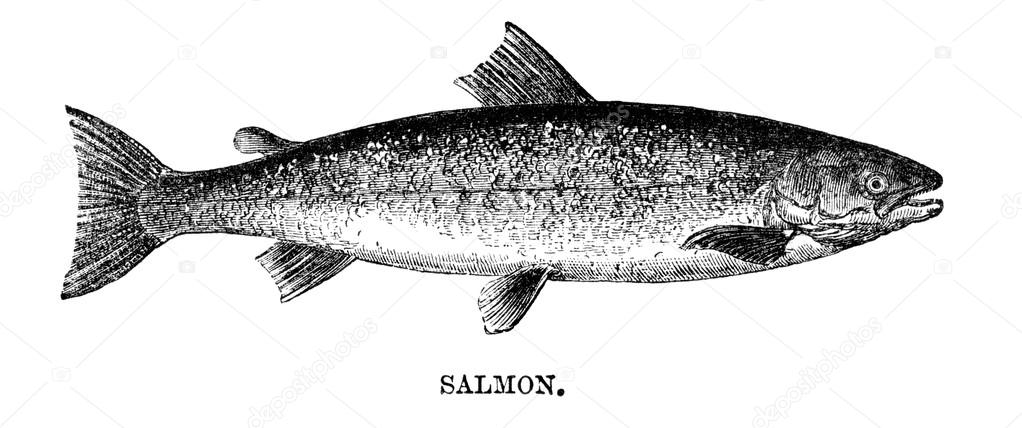 A salmon fish