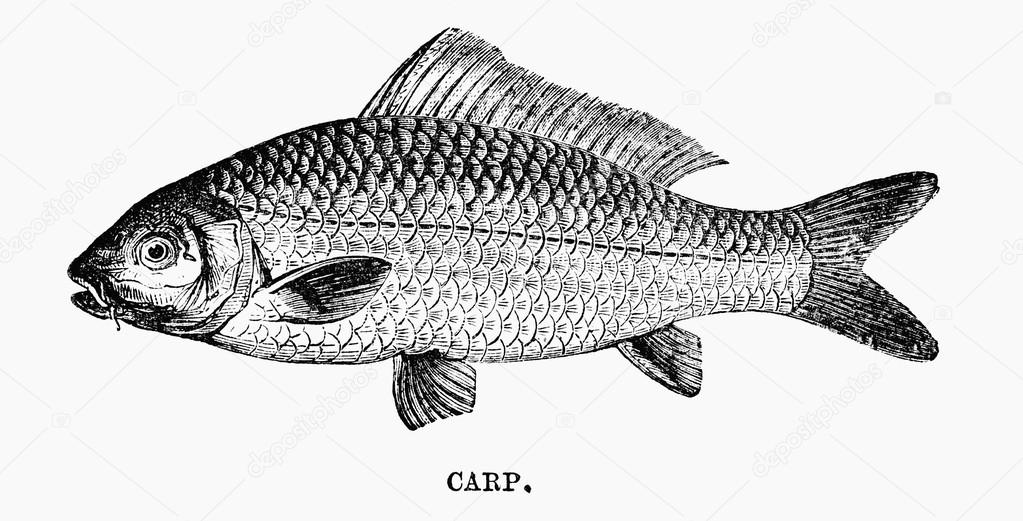 A carp fish