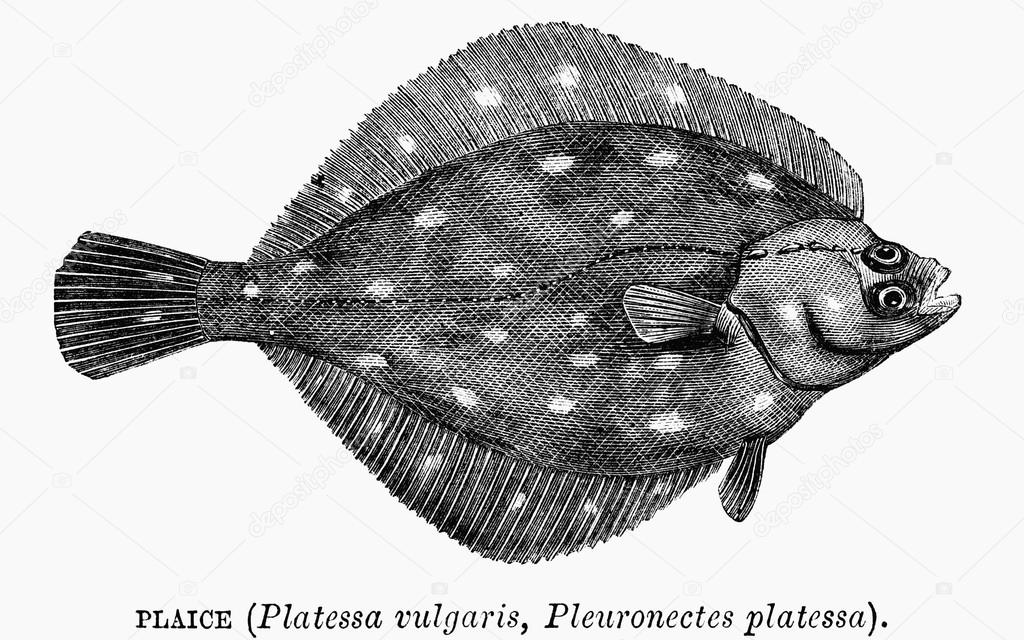 A plaice fish
