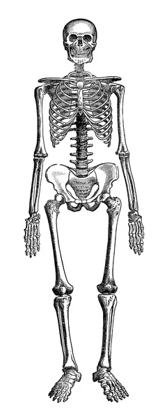 Szkielet człowieka — Zdjęcie stockowe