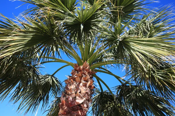 Palmeira em Chipre — Fotografia de Stock